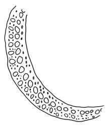 Campylopus clavatus, costa cross-section, mid leaf. Drawn from A.J. Fife 4689, CHR 170800.
 Image: R.C. Wagstaff © Landcare Research 2018 